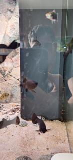Black molly, Dieren en Toebehoren