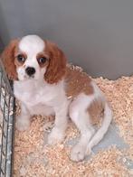Cavalier king charles, België, Reu, CDV (hondenziekte), 8 tot 15 weken