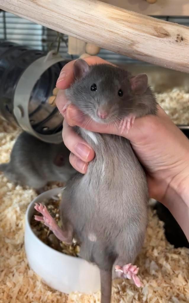 Standaard ratten dumbo laatste 2 mannetjes, Dieren en Toebehoren, Knaagdieren, Mannelijk, Rat, Oktober, Tam