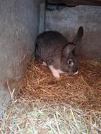 Rammelaar van 14 weken, Dieren en Toebehoren, Mannelijk, Groot, 0 tot 2 jaar