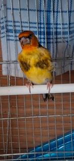 Couple chardonneret 2025, Enlèvement