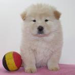 Chow Chow - Belgische pups te koop, België, CDV (hondenziekte), 8 tot 15 weken, Meerdere