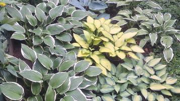 Hosta beschikbaar voor biedingen