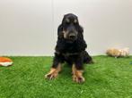 Engelse Cocker Spaniel puberpups, België, 15 weken tot 1 jaar, CDV (hondenziekte), Meerdere