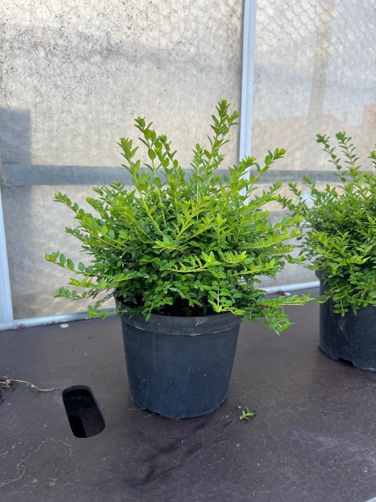 Lonicera Nitida - prunus lusitanica - ilex crenata, Tuin en Terras, Gras en Kunstgras, Zo goed als nieuw, Ophalen