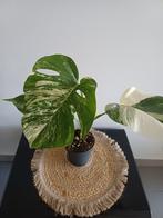 Monstera albo variegata, Huis en Inrichting, Ophalen of Verzenden