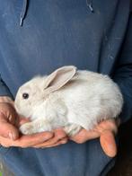 Dwergkonijn, Dieren en Toebehoren, Augustus