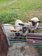Ooien Hampshire Down, Dieren en Toebehoren, Vrouwelijk, Schaap, 3 tot 5 jaar