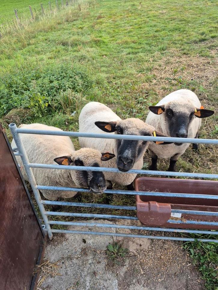 Ooien Hampshire Down, Dieren en Toebehoren, Schapen, Geiten en Varkens, Schaap, Vrouwelijk, 3 tot 5 jaar
