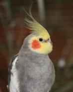 2 valkparkieten, Dieren en Toebehoren