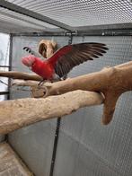 rose kaketoe, Dieren en Toebehoren, Mannelijk, Papegaai, Geringd
