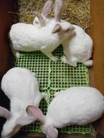 KWEEKRIJPE WVD X CALIFORNIAN VOEDSTERS, Dieren en Toebehoren, Konijnen, Vrouwelijk, Groot, 0 tot 2 jaar