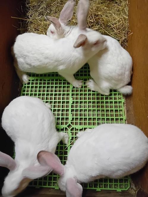 KWEEKRIJPE WVD X CALIFORNIAN VOEDSTERS, Dieren en Toebehoren, Konijnen, Groot, Vrouwelijk, 0 tot 2 jaar