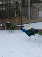 4 pauwen, Dieren en Toebehoren, Meerdere dieren, Overige soorten
