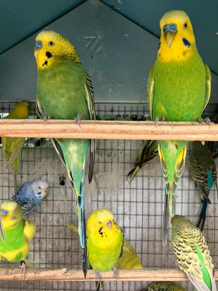 GEEL GROENE GRASPARKIETJES 2025 VANAF 15 EURO/KOPPEL, Dieren en Toebehoren, Vogels | Parkieten en Papegaaien, Parkiet, Meerdere dieren