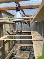 KWEEKRIJPE VALKPARKIETEN VANAF 60 EURO/KOPPEL, Meerdere dieren, Parkiet