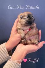 Pomeranian(pomeriaan) puppy’s, Animaux & Accessoires, Hépatite contagieuse (maladie de Rubarth), Autres races, 8 à 15 semaines