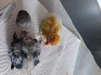 Dwergpapegaai baby's 1paar worden met de spuit gevoerd om, Domestique, Perroquet nain ou Inséparable, Sexe inconnu