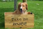 Nova scotia duck tolling retriever pups, België, 15 weken tot 1 jaar, Overige rassen, Meerdere