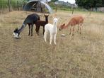 Mooie alpaca's merries te koop, Dieren en Toebehoren, Overige Dieren