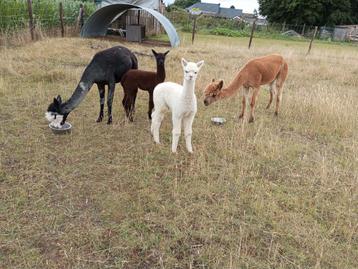 Plusieurs belles femelles alpagas a vendre