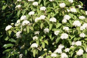 Cornus alba (witte kornoelje)		 beschikbaar voor biedingen