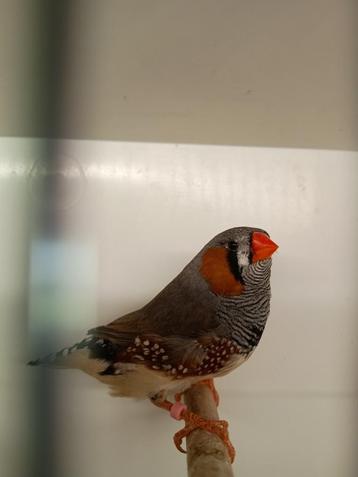 zebravinken charcoal split mannen, Dieren en Toebehoren, Vogels | Overige Vogels, Mannelijk, Tropenvogel, Tam
