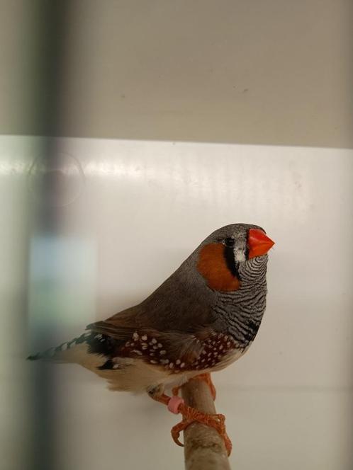 zebravinken charcoal split mannen, Dieren en Toebehoren, Vogels | Overige Vogels, Tropenvogel, Mannelijk, Tam