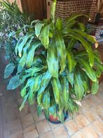 Dracaena fragrans, Enlèvement