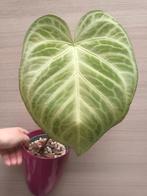 Anthurium crystallinum "silver blush", Ophalen of Verzenden