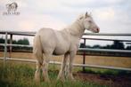 TOP cremello colt Irish cob/Tinker/Gypsy cob, Minder dan 160 cm, Gechipt, Niet van toepassing, 0 tot 2 jaar