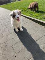 Border collie pups, Dieren en Toebehoren, Honden | Herdershonden en Veedrijvers, België, CDV (hondenziekte), 8 tot 15 weken, Collie
