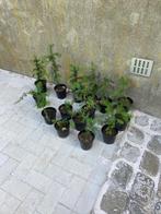 Taxus stekken in pot, Ophalen, Buxus