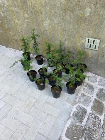 Taxus stekken in pot beschikbaar voor biedingen