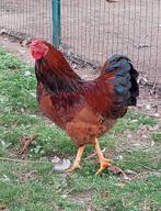 Wyandotte kriel haan ( 4maanden oud ), Dieren en Toebehoren, Pluimvee, Mannelijk