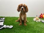 Cavalier King Charles Spaniel pups