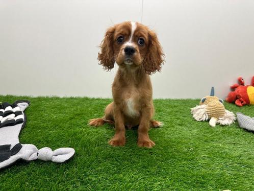 Cavalier King Charles Spaniel pups, Dieren en Toebehoren, Honden | Retrievers, Spaniëls en Waterhonden, Meerdere dieren, Spaniël