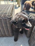 Super leuke pup, Dieren en Toebehoren, Honden | Retrievers, Spaniëls en Waterhonden, Golden retriever, België, 8 tot 15 weken