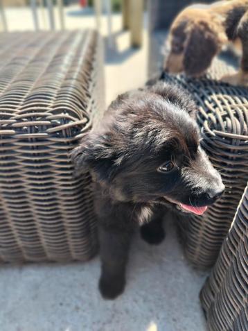 Super leuke pup beschikbaar voor biedingen