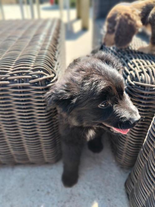 Super leuke pup, Dieren en Toebehoren, Honden | Retrievers, Spaniëls en Waterhonden, Teef, Golden retriever, Fokker | Professioneel