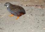 Te koop : Chinese kwartels 2025, Dieren en Toebehoren, Vogels | Overige Vogels