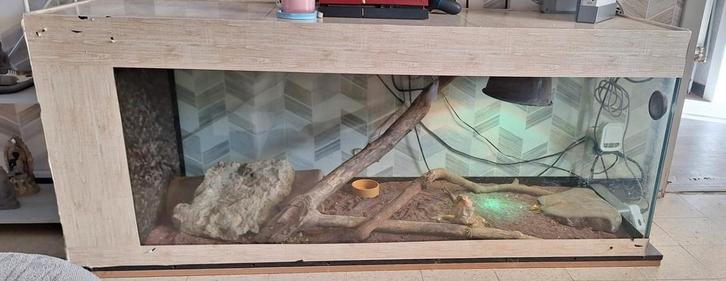 Baardagaam, Dieren en Toebehoren, Reptielen en Amfibieën | Toebehoren, Ophalen