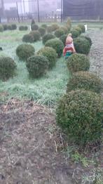 buxus bollen, Tuin en Terras, Ophalen of Verzenden, Buxus