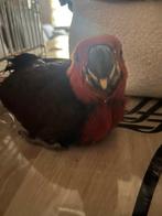 Handtamme edelapegaai baby, Dieren en Toebehoren, Tam