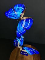 Envolee de 2 Papillons Exotiques Morpho Cypris sous globe, Insecte, Animal empaillé, Enlèvement ou Envoi, Neuf