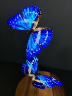 Vlucht van 2 Morpho Cypris exotische vlinders onder een were, Nieuw, Opgezet dier, Ophalen of Verzenden, Insect