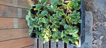 Aardbeiplanten darselect 10+2 gratis beschikbaar voor biedingen