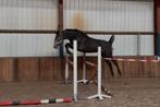 3,5 jarige ruin v. Ghost Z, Dieren en Toebehoren, Paarden, Springpaard, Z, Gechipt, Ruin