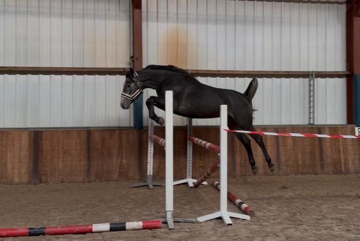 3,5 jarige ruin v. Ghost Z, Dieren en Toebehoren, Paarden, Ruin, Z, 165 tot 170 cm, 3 tot 6 jaar, Springpaard, Met stamboom, Gechipt