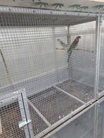 Rosellas, Dieren en Toebehoren, Vogels | Parkieten en Papegaaien